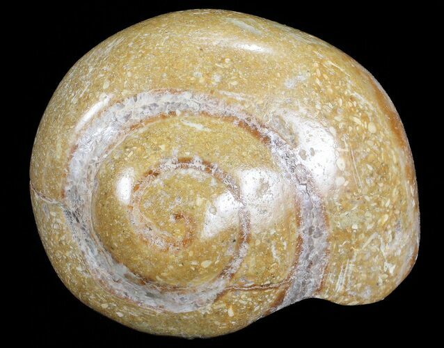 Polished Fossil Gastropod - Madagascar #70695